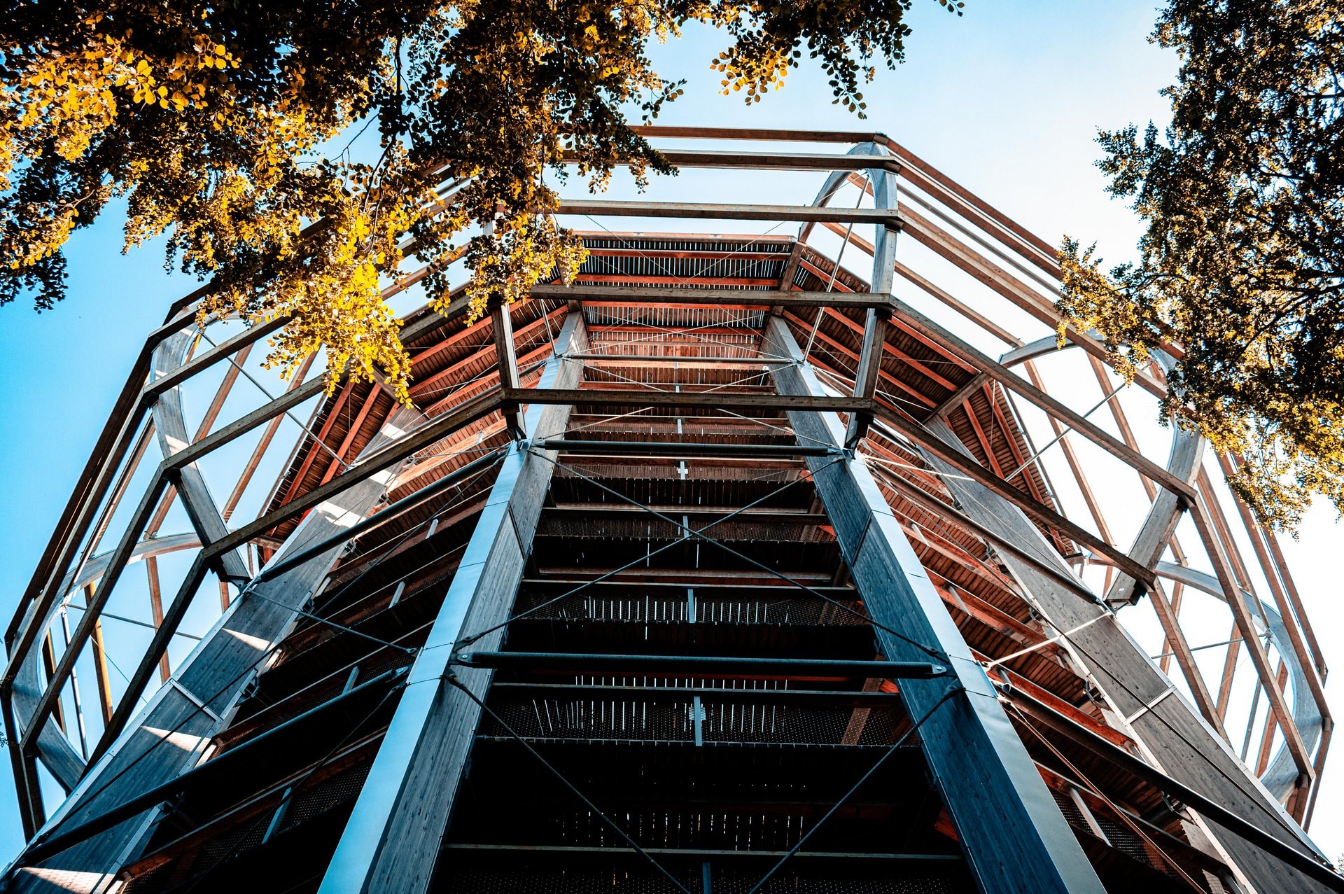 Photo of tree_top_walk